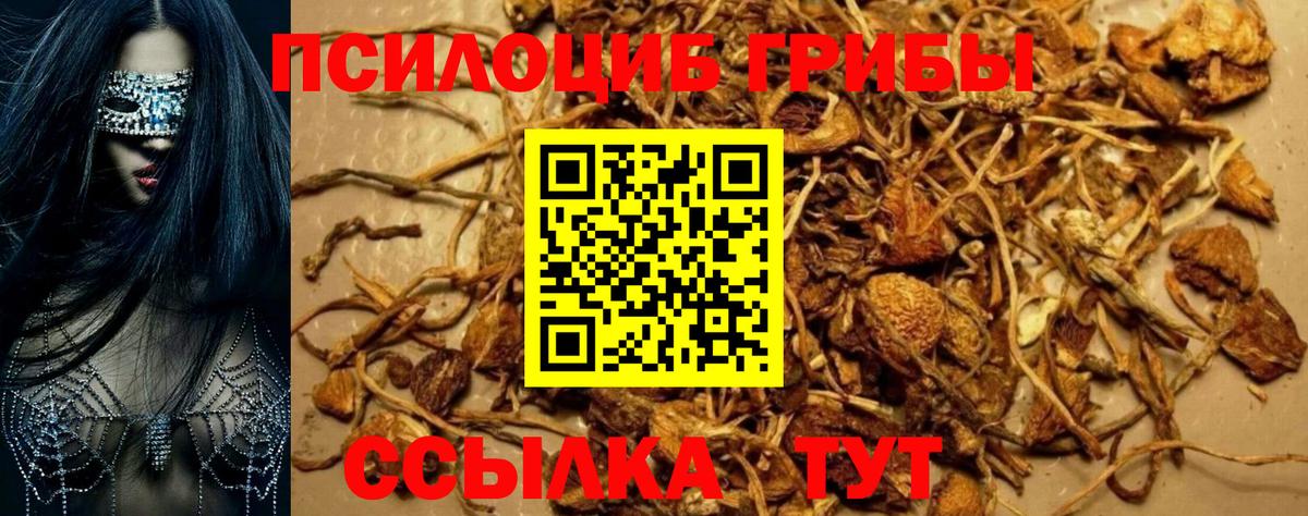 купить   Вход с VPN  Псилоцибиновые грибы мухоморы  Ленинск-Кузнецкий  Псилоцибиновые грибы Psilocybe 